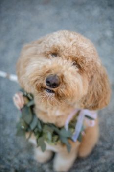 Adorable Dog with floral collar for wedding ceremony